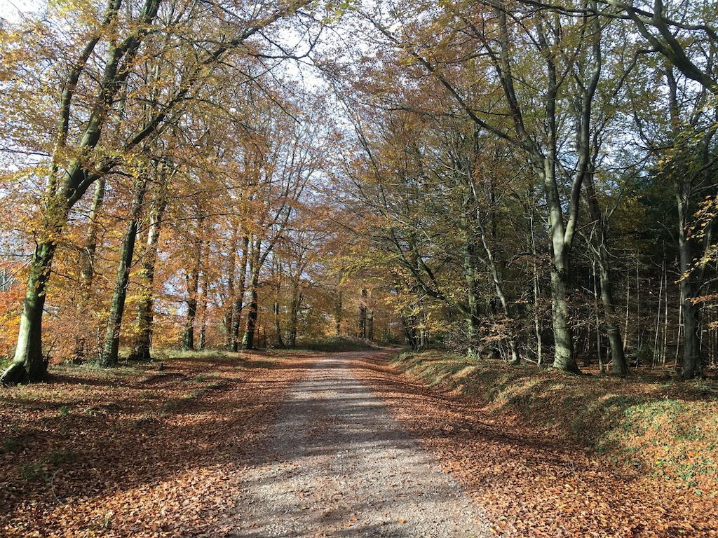 Cadira Beeches
